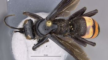 Media type: image;   Entomology 26672 Aspect: habitus dorsal view